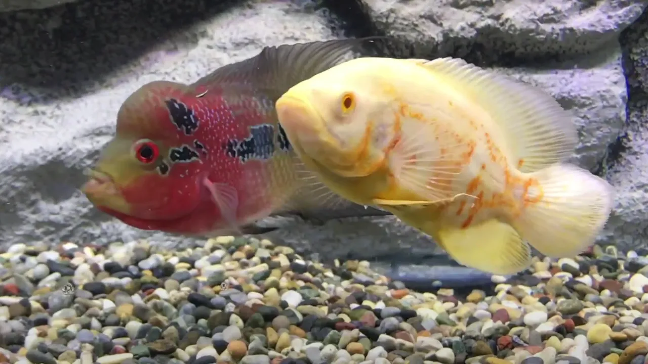 flowerhorn with oscar cichlid