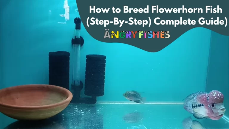 Spawning Fish and Fish Eggs in the Aquarium - A Guide for Beginners