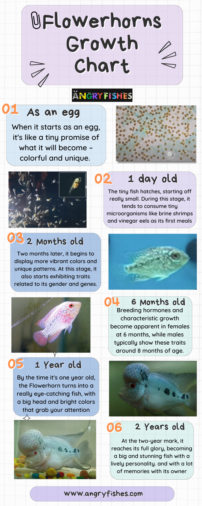 Flowerhorn growth chart, louhan growth chart