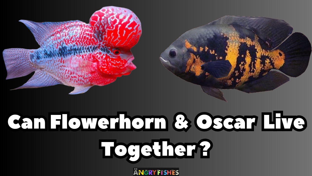 Flowerhorn and oscar in same tank