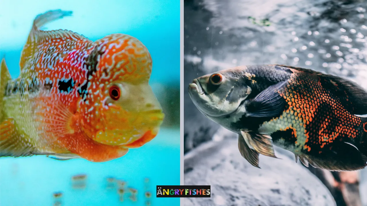 flowerhorn and oscar cichlid