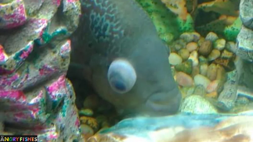 Flowerhorn eyes popped up