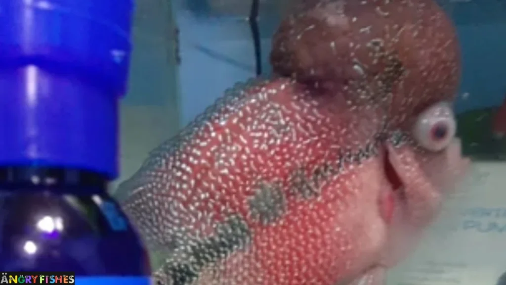 Male Flowerhorn pop eye disease