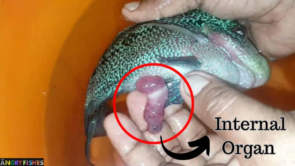 flowerhorn intestine coming out from anus