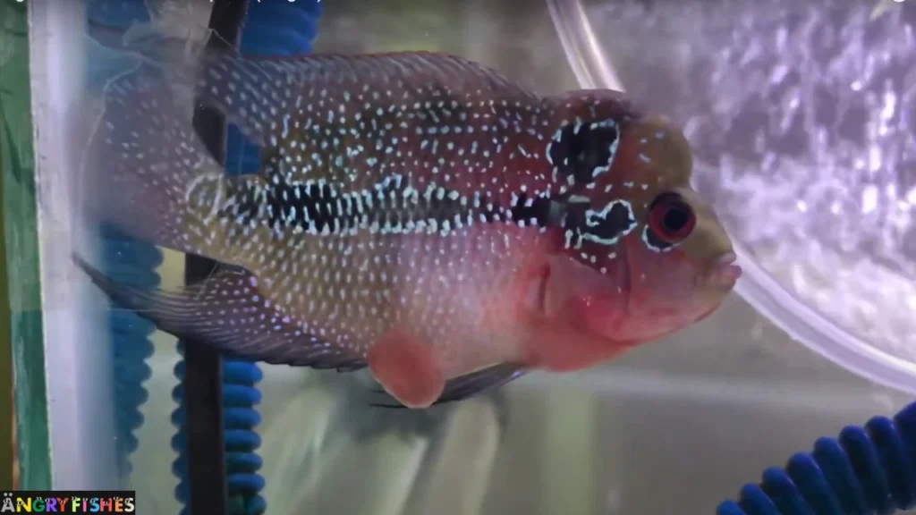 flowerhorn intestine bulging, flowerhorn anus swollen 