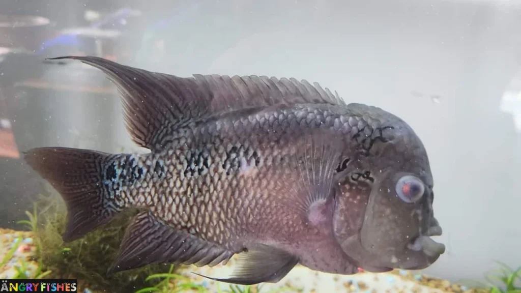 Flowerhorn pop eye treatment