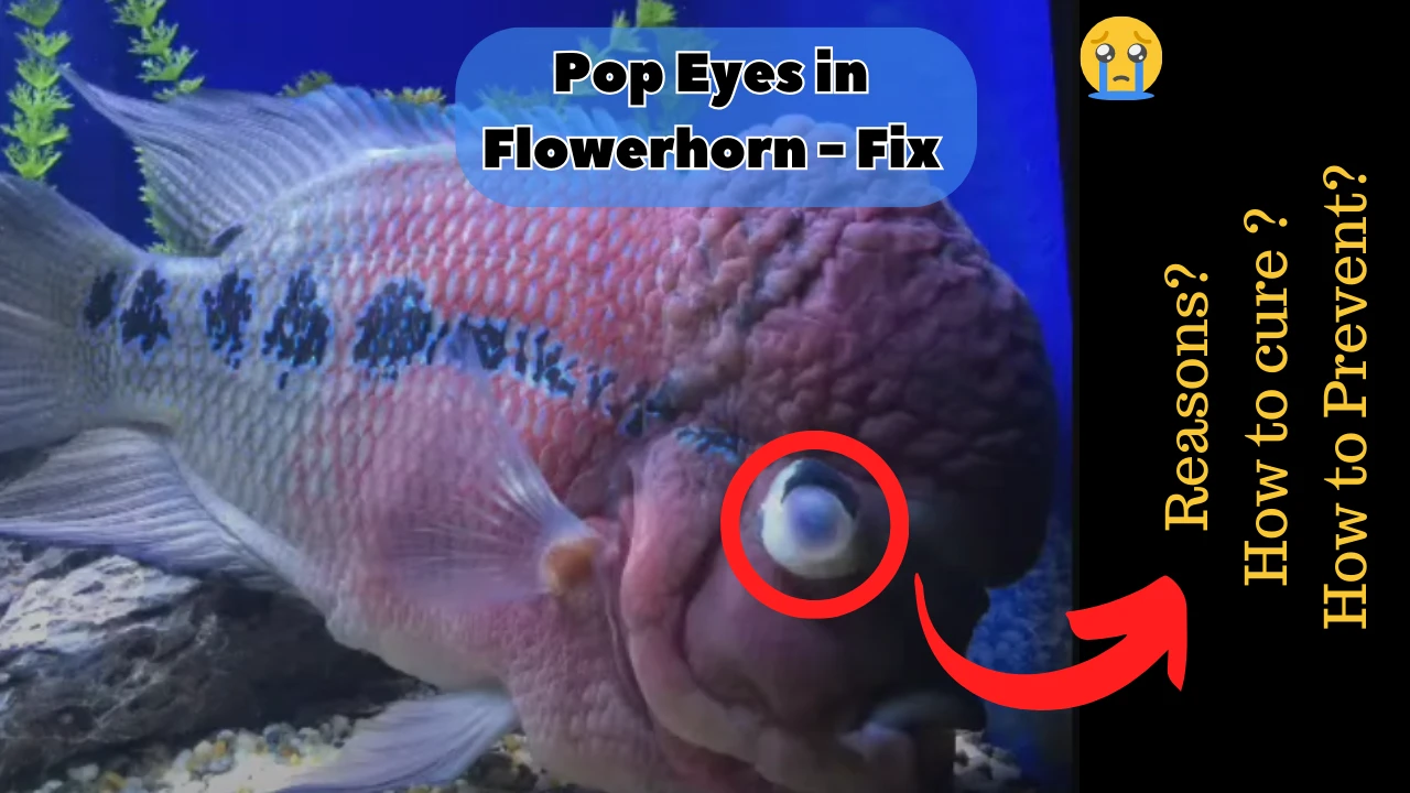 Flowerhorn Poppy Eyes How to cure and prevent 2024 Guide