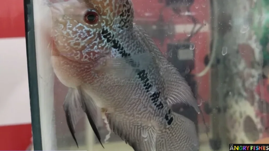 flowerhorn white poop disease treatment