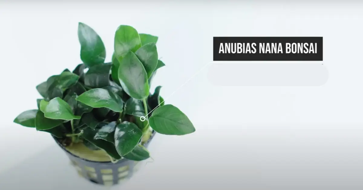 anubias plant for betta