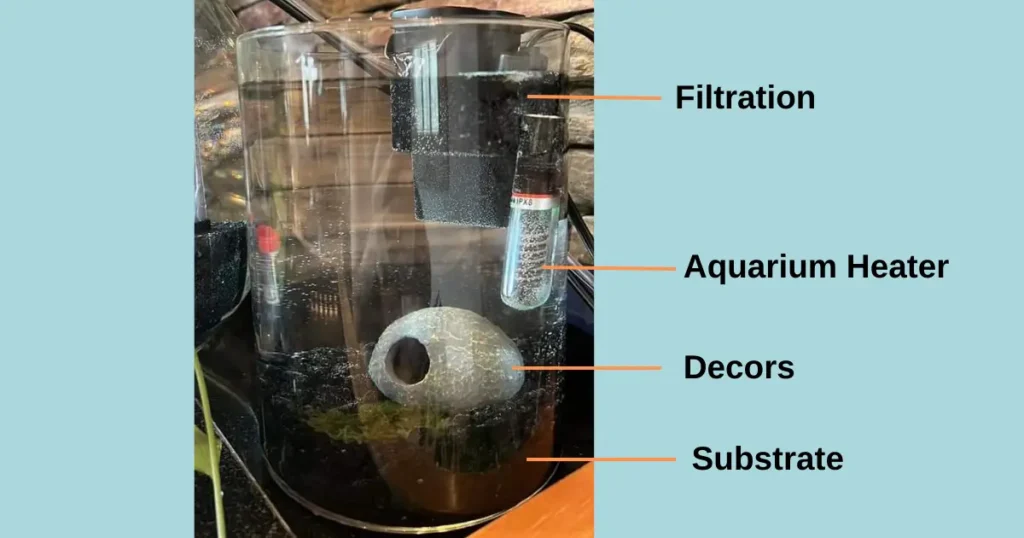 important parameters for betta fish in vases