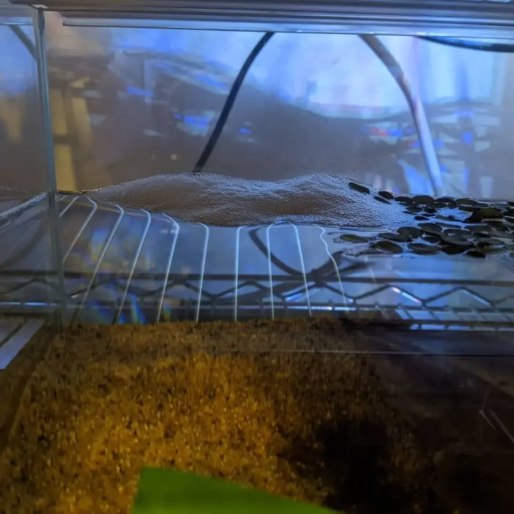 betta bubble nest for breeding