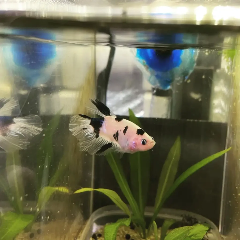 female betta for breeding