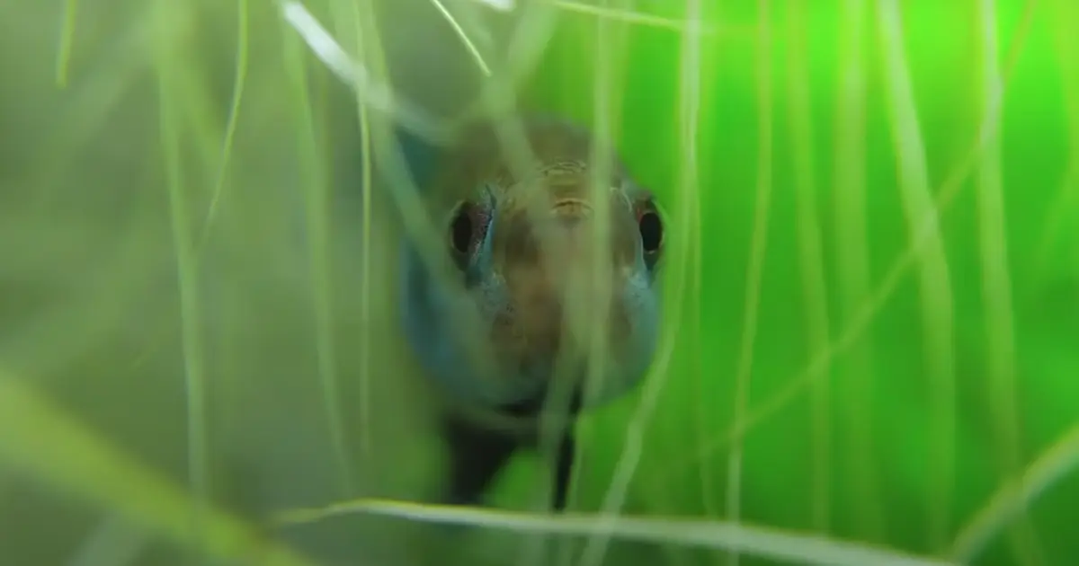 betta fish in a plant roots