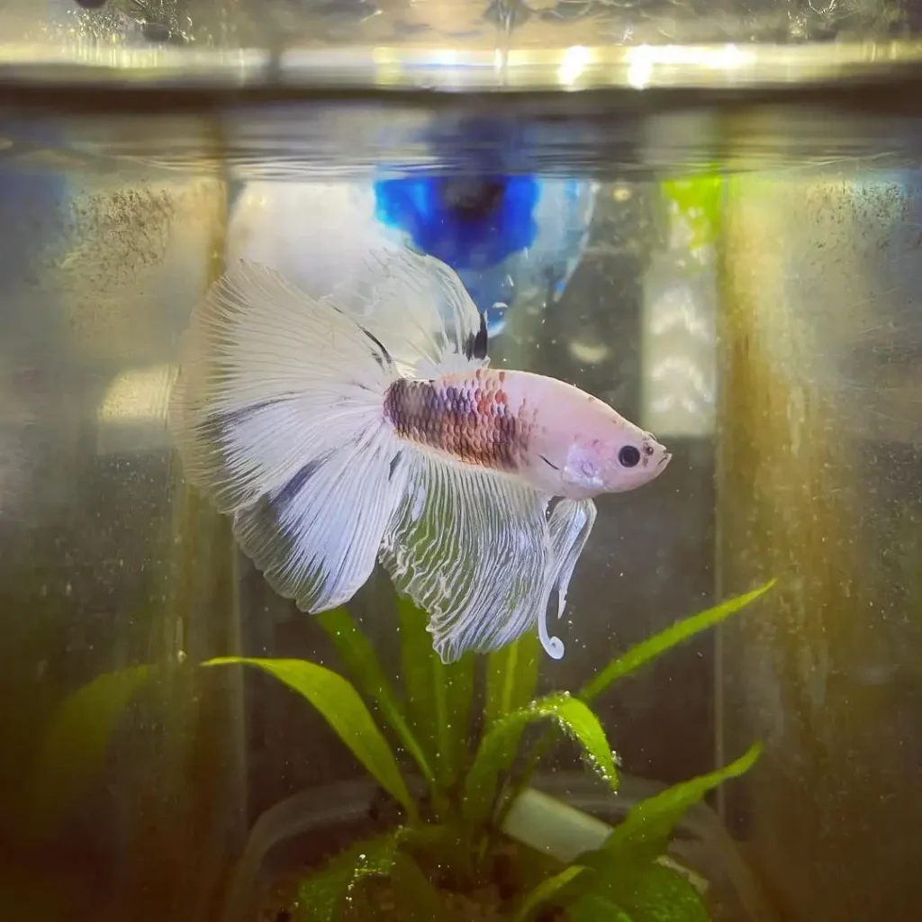 male betta for breeding