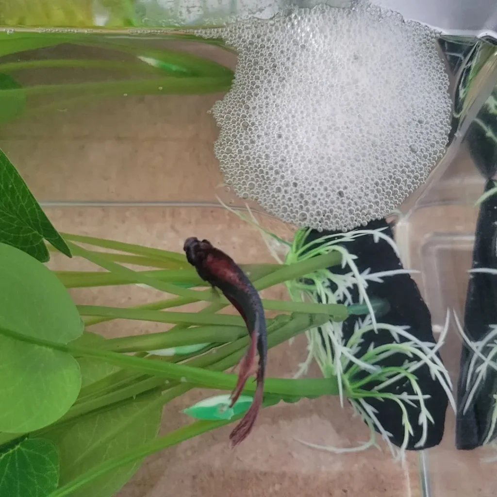 male betta bubble nest