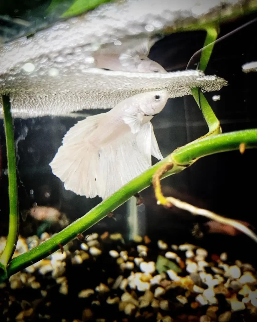 male betta bubble nest