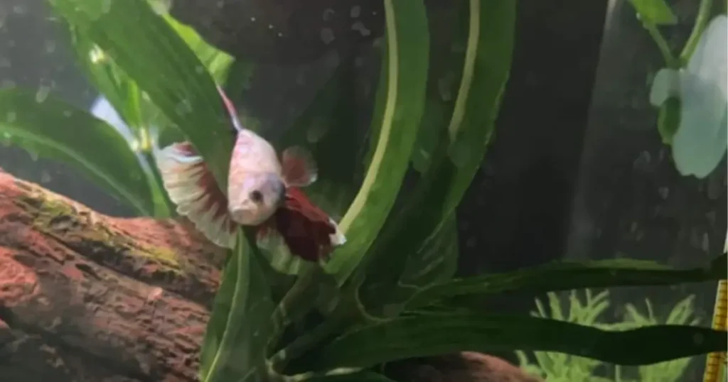 betta stress