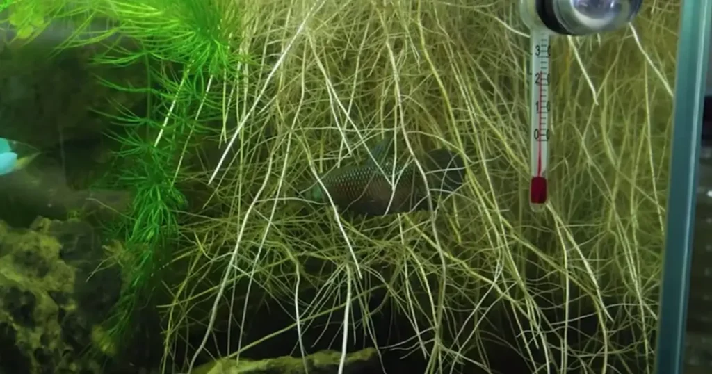 betta stuck in between roots