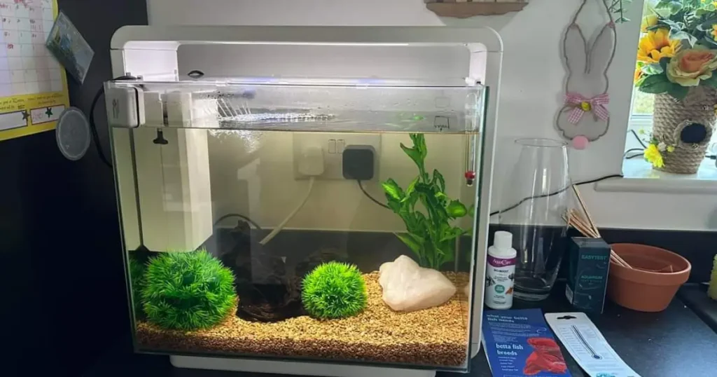 betta fish tank