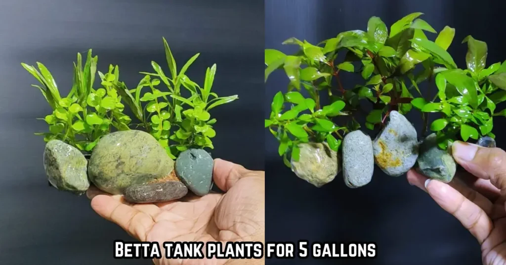 plants for betta fish tank