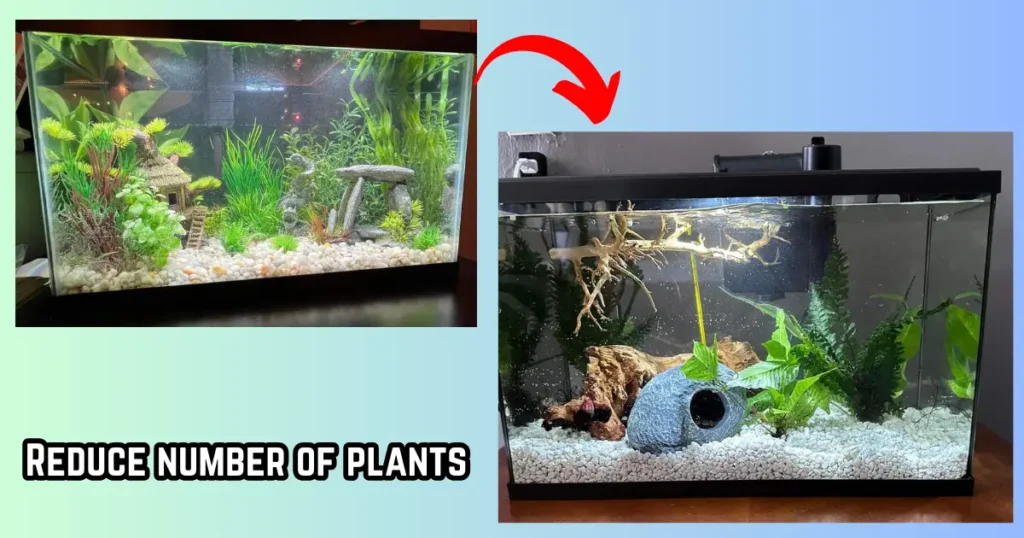 reduce number plants inside betta tank during winter