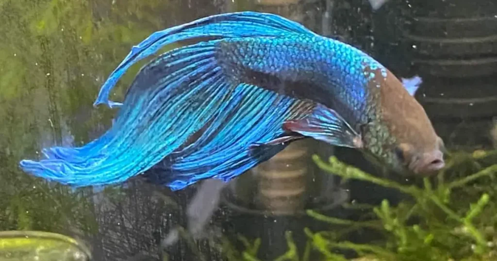 betta fish winter season problems