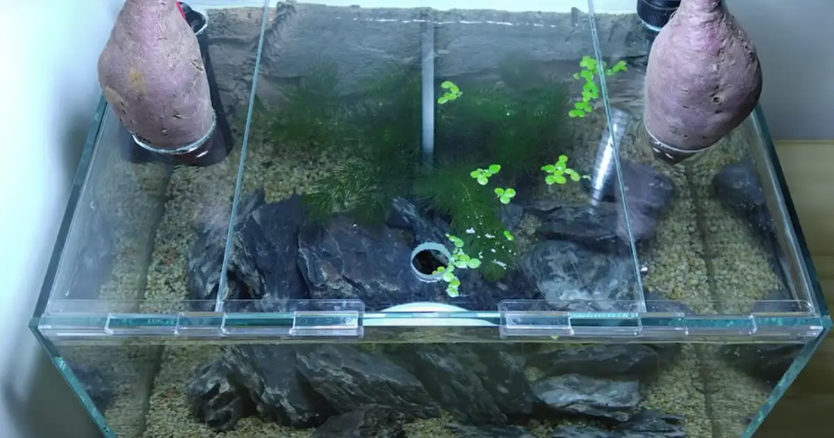 Sweet potato outlet betta tank