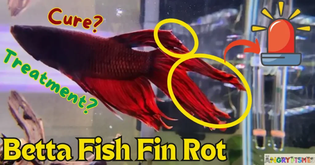 betta fish fin rot treatment