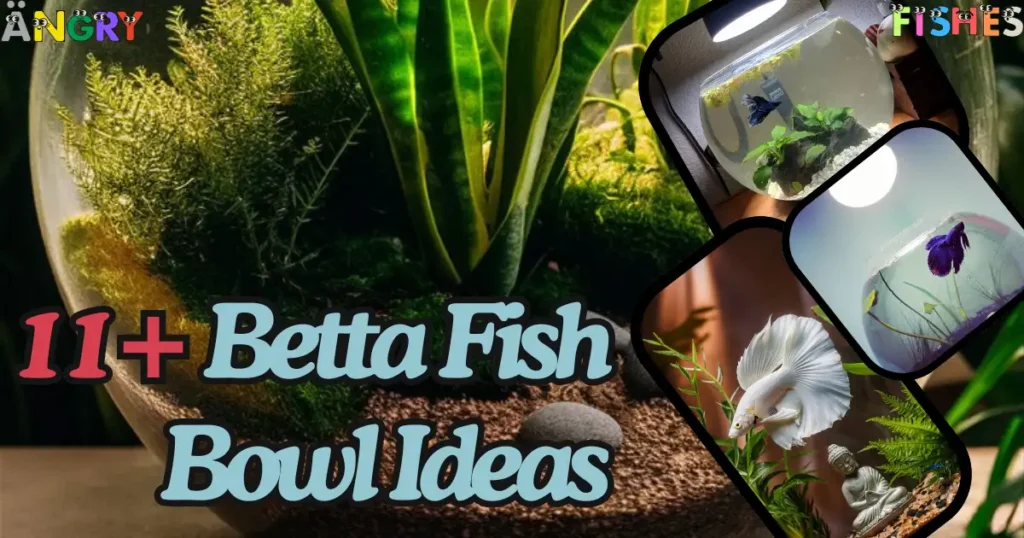 betta fish bowl creative and unique ideas