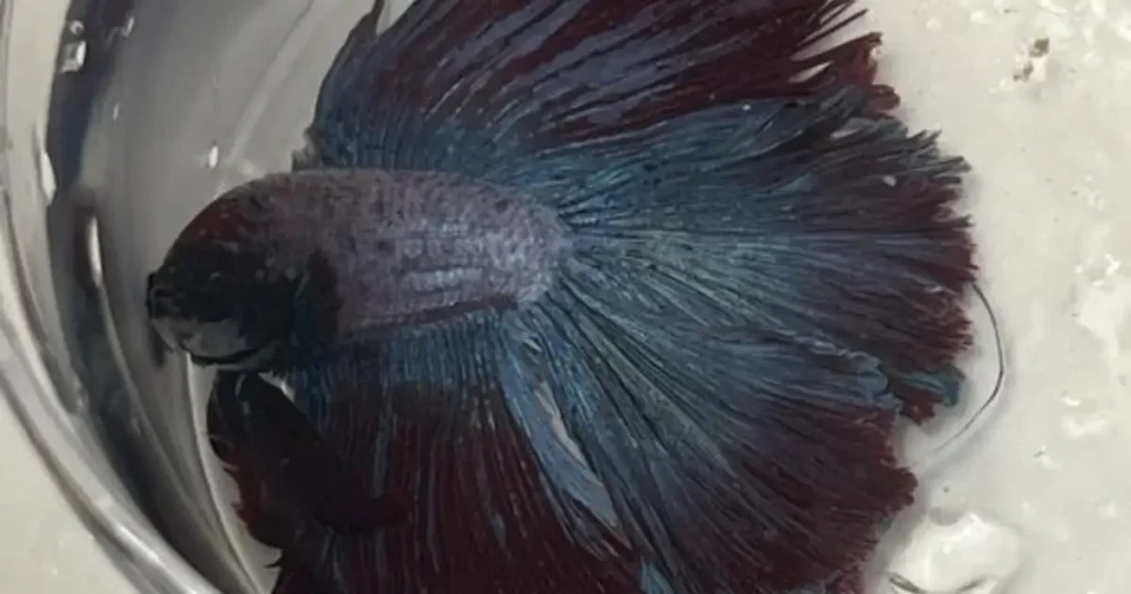 fin rot betta fish cure