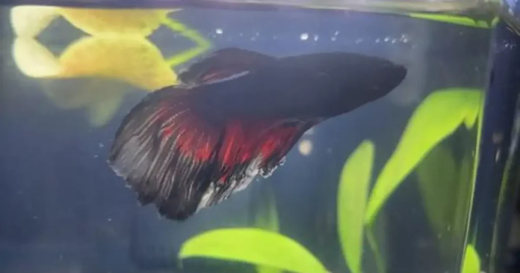 betta fin rot disease