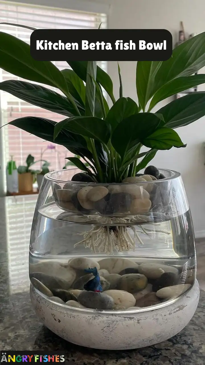 kitchen betta fish bowl