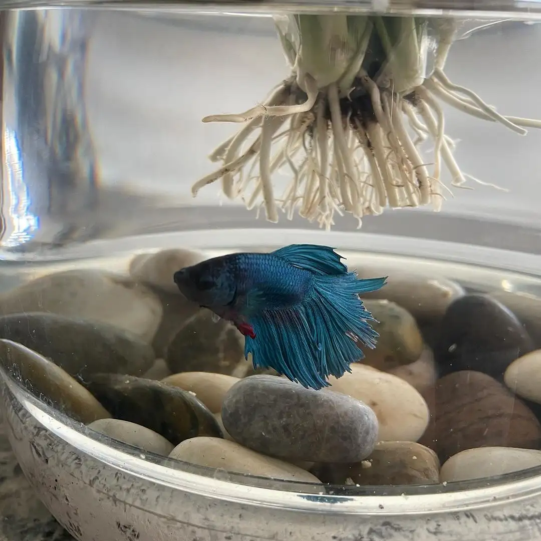 betta in kitchen bowl