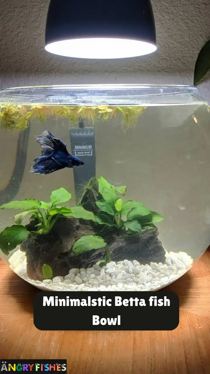 minimalistic betta fish bowl