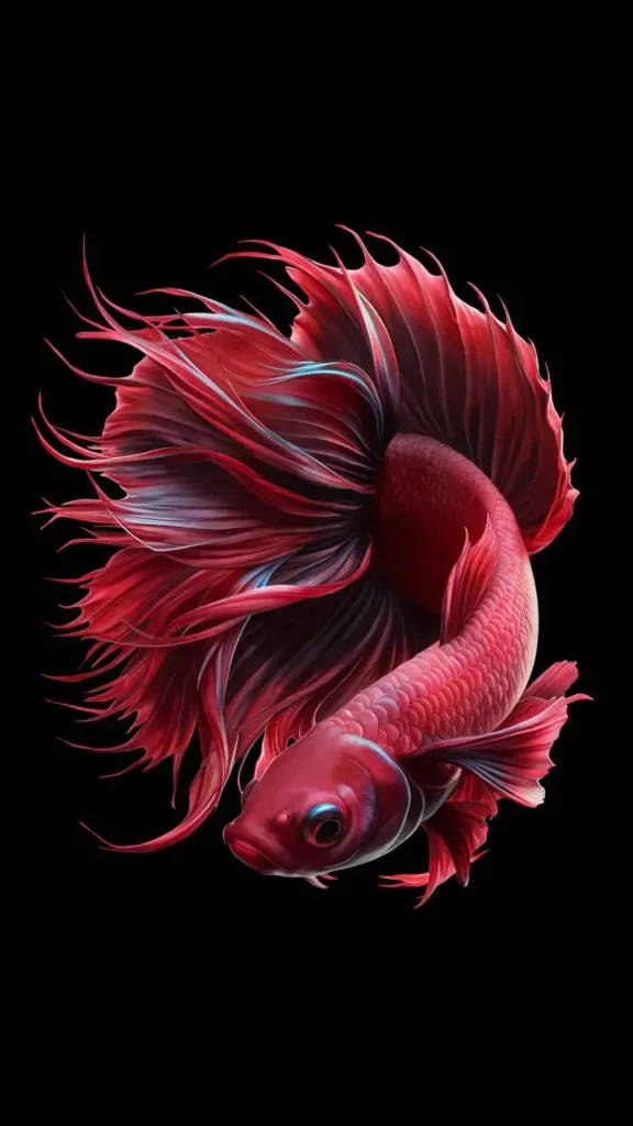 Red color betta fish