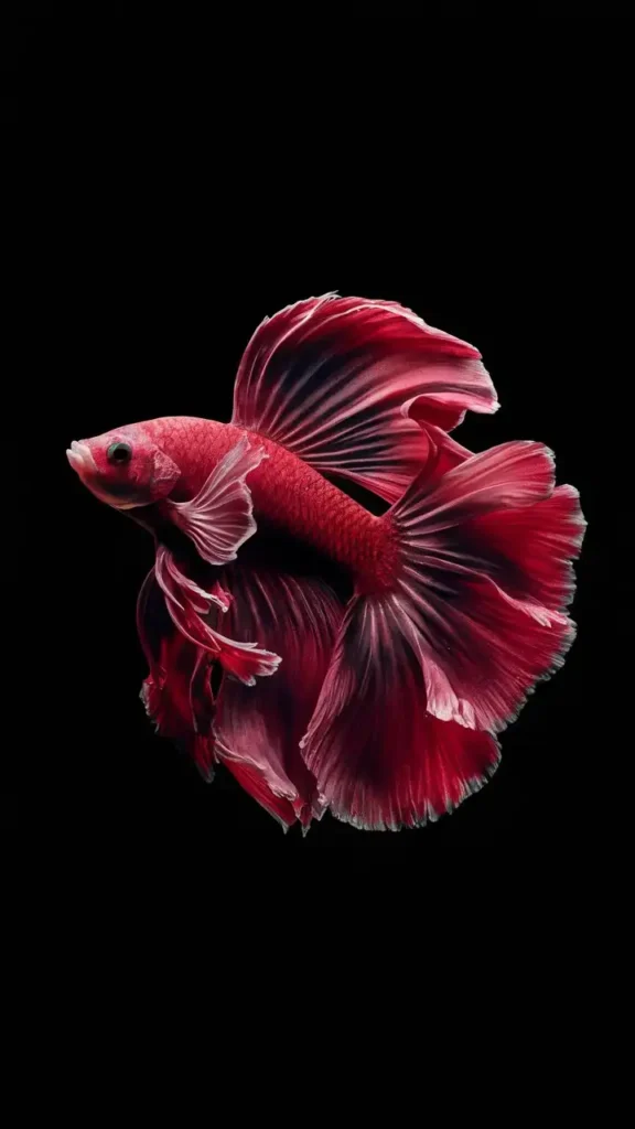 betta red