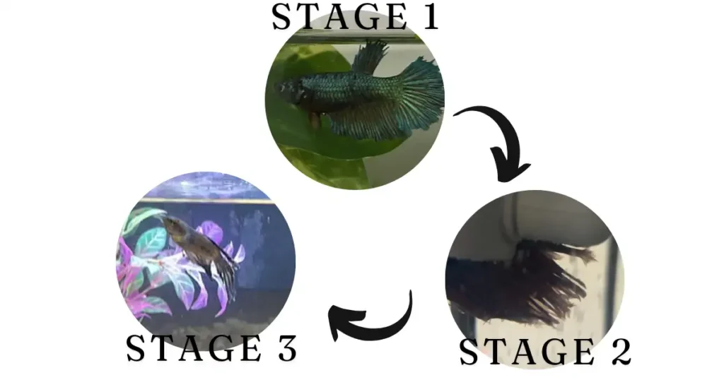 comprehensive stages of fin rot in betta fish