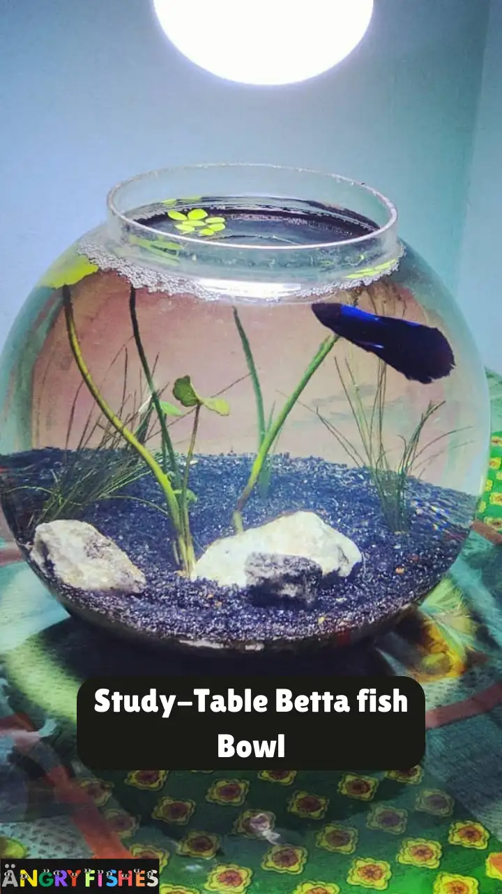 study or leaning table betta fish bowl