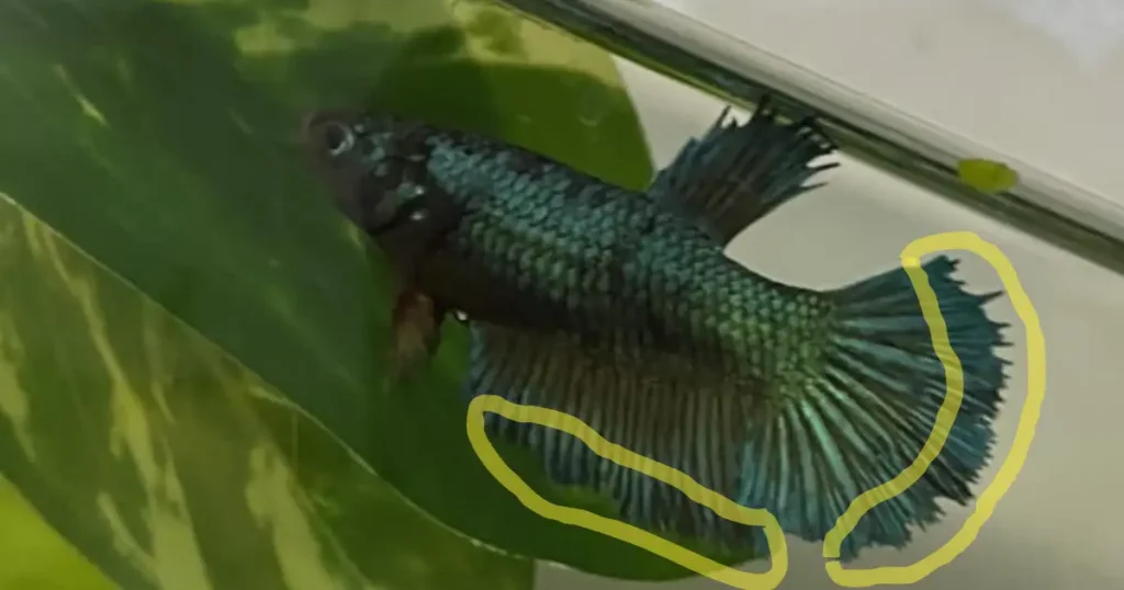 symptoms of fin rot in betta fish