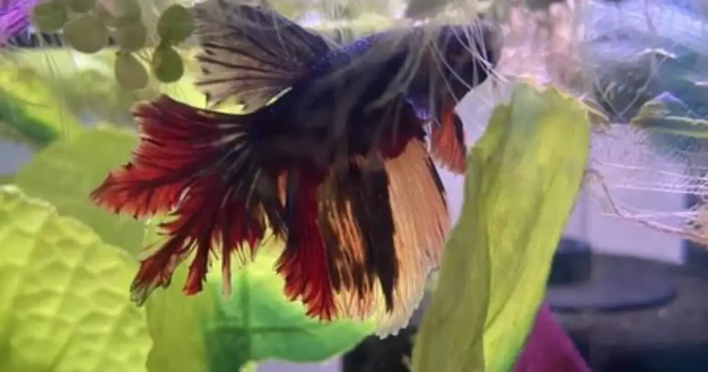 tail biting and fin rot in betta splendens