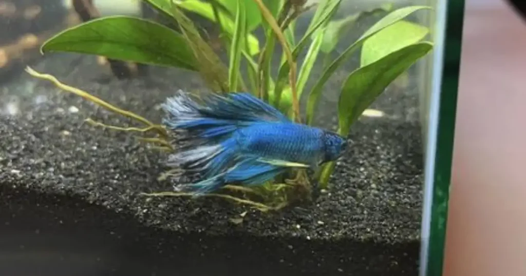 tail rot sick betta fish