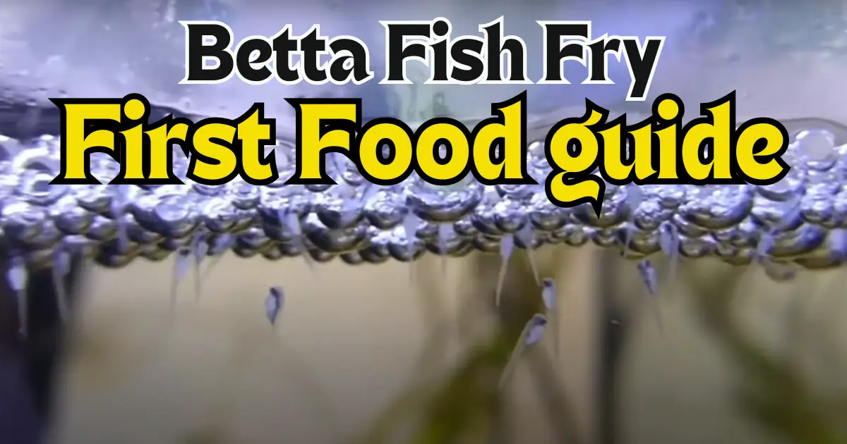 Betta Fish Fries First Food Guide Detailed Guide AngryFishes