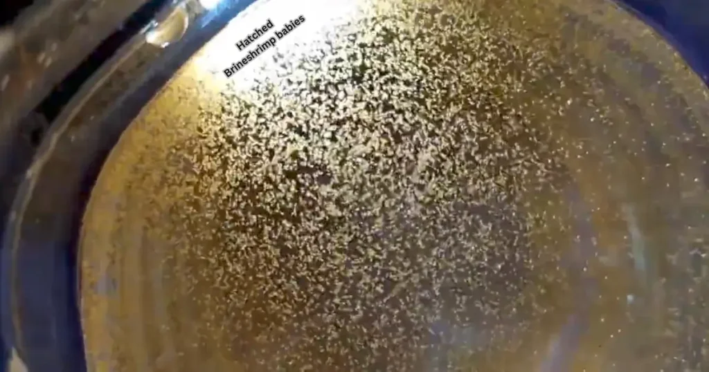 brineshrimp hatched babies betta fry food