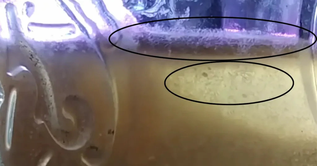 vinegar eels for betta fries