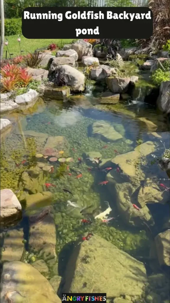 natural running water goldfish pond 